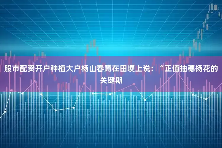 股市配资开户种植大户杨山春蹲在田埂上说：“正值抽穗扬花的关键期